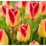 Kép 1/4 - 5 db-os Tulipán virághagyma - Kapers Tulipán Candy Corner 11/12