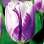 Kép 2/4 - 5 db-os Tulipán virághagyma - Kapers Tulipán Flaming Flag 11/12