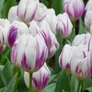 Kép 1/4 - 5 db-os Tulipán virághagyma - Kapers Tulipán Flaming Flag 11/12