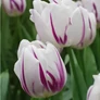 Kép 4/4 - 5 db-os Tulipán virághagyma - Kapers Tulipán Flaming Flag 11/12