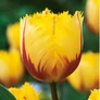 Kép 1/3 - 30 db-os Tulipán virághagyma - Kapers Tulipán Flamenco 11/12