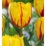 Kép 2/3 - 30 db-os Tulipán virághagyma - Kapers Tulipán Flamenco 11/12