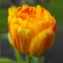 Kép 3/4 - 30 db-os Tulipán virághagyma - Kapers Tulipán Flaming Baby 10+