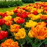 Kép 2/4 - 30 db-os Tulipán virághagyma - Kapers Tulipán Flaming Baby 10+