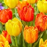 Kép 4/4 - 30 db-os Tulipán virághagyma - Kapers Tulipán Flaming Baby 10+