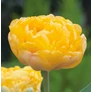 Kép 1/3 - 5 db-os Tulipán virághagyma - Kapers Tulipán Margaréta sárga 11/12