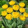 Kép 2/3 - 5 db-os Tulipán virághagyma - Kapers Tulipán Margaréta sárga 11/12