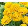 Kép 3/3 - 5 db-os Tulipán virághagyma - Kapers Tulipán Margaréta sárga 11/12