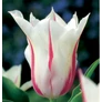 Kép 5/5 - 5 db-os Tulipán virághagyma - Kapers Tulipán Liliom virágú Marilyn 11/12
