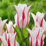 Kép 1/5 - 5 db-os Tulipán virághagyma - Kapers Tulipán Liliom virágú Marilyn 11/12