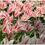 Kép 2/5 - 5 db-os Tulipán virághagyma - Kapers Tulipán Liliom virágú Marilyn 11/12