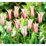 Kép 3/5 - 5 db-os Tulipán virághagyma - Kapers Tulipán Liliom virágú Marilyn 11/12