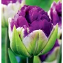 Kép 2/5 - 5 db-os Tulipán virághagyma - Kapers Tulipán Negrita Dupla 11/12