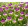 Kép 3/5 - 5 db-os Tulipán virághagyma - Kapers Tulipán Negrita Dupla 11/12