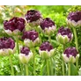 Kép 1/5 - 5 db-os Tulipán virághagyma - Kapers Tulipán Negrita Dupla 11/12