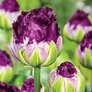 Kép 5/5 - 5 db-os Tulipán virághagyma - Kapers Tulipán Negrita Dupla 11/12