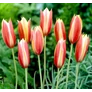 Kép 2/3 - 5 db-os Tulipán virághagyma - Kapers Tulipán Cynthia 6/7