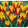 Kép 3/3 - 5 db-os Tulipán virághagyma - Kapers Tulipán Cynthia 6/7