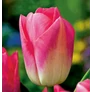 Kép 2/4 - 5 db-os Tulipán virághagyma - Kapers Tulipán Dynasty 12+