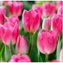 Kép 1/4 - 5 db-os Tulipán virághagyma - Kapers Tulipán Dynasty 12+