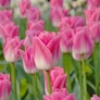 Kép 4/4 - 5 db-os Tulipán virághagyma - Kapers Tulipán Dynasty 12+