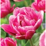 Kép 2/6 - 30 db-os Tulipán virághagyma - Kapers Tulipán Cameo rózsaszín 11/12