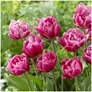Kép 3/6 - 30 db-os Tulipán virághagyma - Kapers Tulipán Cameo rózsaszín 11/12