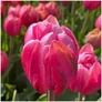 Kép 4/6 - 30 db-os Tulipán virághagyma - Kapers Tulipán Cameo rózsaszín 11/12