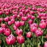 Kép 1/6 - 30 db-os Tulipán virághagyma - Kapers Tulipán Cameo rózsaszín 11/12