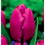 Kép 2/4 - 5 db-os Tulipán virághagyma - Kapers Tulipán Purple Prince 12+
