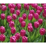 Kép 1/4 - 5 db-os Tulipán virághagyma - Kapers Tulipán Purple Prince 12+