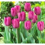 Kép 4/4 - 5 db-os Tulipán virághagyma - Kapers Tulipán Purple Prince 12+
