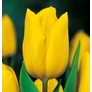 Kép 2/4 - 5 db-os Tulipán virághagyma - Kapers Tulipán Strong Gold - Arany 12+