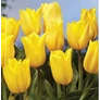Kép 3/4 - 5 db-os Tulipán virághagyma - Kapers Tulipán Strong Gold - Arany 12+