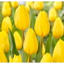 Kép 1/4 - 5 db-os Tulipán virághagyma - Kapers Tulipán Strong Gold - Arany 12+