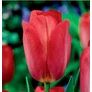 Kép 2/4 - 5 db-os Tulipán virághagyma - Kapers Tulipán Van Eijk 12+