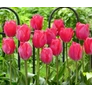 Kép 1/4 - 5 db-os Tulipán virághagyma - Kapers Tulipán Van Eijk 12+