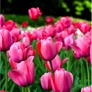 Kép 4/4 - 5 db-os Tulipán virághagyma - Kapers Tulipán Van Eijk 12+