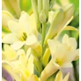 Kép 1/3 - Polianthes Tuberosa - Különleges Tubarózsa Super Gold 10/12 2 db