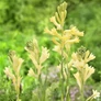 Kép 2/3 - Polianthes Tuberosa - Különleges Tubarózsa Super Gold 10/12 2 db