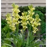 Kép 3/3 - Polianthes Tuberosa - Különleges Tubarózsa Super Gold 10/12 2 db