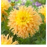 Kép 2/4 - Dahlia A kert ékszere - Dália Mingus Joshua Napsárga-Narancssárga 1 db