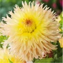 Kép 1/4 - Dahlia A kert ékszere - Dália Mingus Joshua Napsárga-Narancssárga 1 db