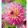Kép 1/3 - Dahlia A kert ékszere - Dália Nenekazi Pink sárga 3 db