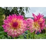 Kép 2/3 - Dahlia A kert ékszere - Dália Nenekazi Pink sárga 3 db