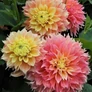 Kép 2/5 - Dahlia A kert ékszere - Dália Kogane Fubuki Lazac rózsaszín 1db