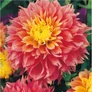 Kép 1/5 - Dahlia A kert ékszere - Dália Kogane Fubuki Lazac rózsaszín 1db