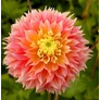 Kép 4/5 - Dahlia A kert ékszere - Dália Kogane Fubuki Lazac rózsaszín 1db