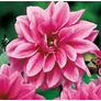 Kép 1/4 - Dahlia A kert ékszere - Dália Fascination Pink rózsaszín 1db