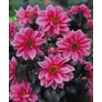 Kép 2/4 - Dahlia A kert ékszere - Dália Fascination Pink rózsaszín 1db